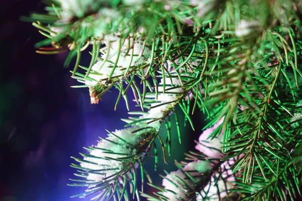 Schnee auf Fichtenzweigen — Stockfoto