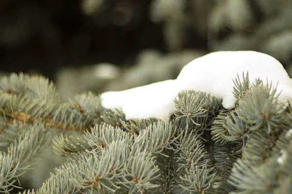 Snow on spruce branch — Stock Photo, Image