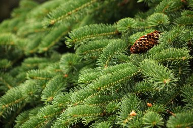 yeşil çam dalları.