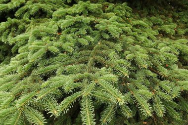 yeşil çam dalları.