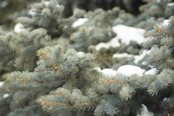 Snow on spruce branch — Stock Photo, Image