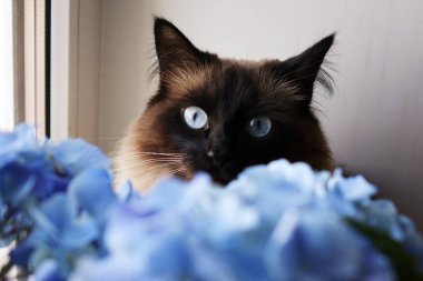 Güzel kedi ve mavi çiçekler.