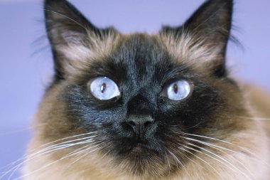 Mavi arka planda güzel bir kedi.