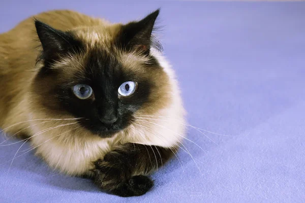 Gato bonito em um fundo azul. — Fotografia de Stock