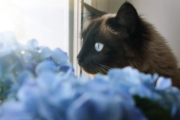 Mooie kat en blauwe bloemen. — Stockfoto