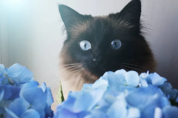 Beautiful cat and blue flowers. — Stock Photo, Image