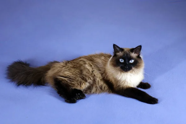 Gato bonito em um fundo azul. — Fotografia de Stock