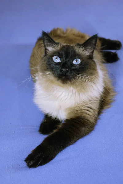 Gato bonito em um fundo azul. — Fotografia de Stock