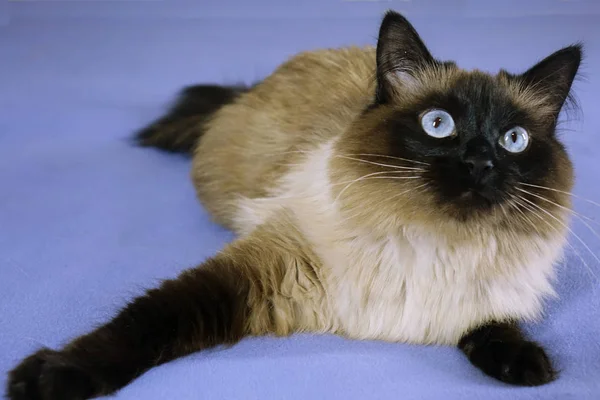 Gato bonito em um fundo azul. — Fotografia de Stock