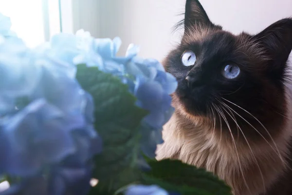 Mooie kat en blauwe bloemen. — Stockfoto