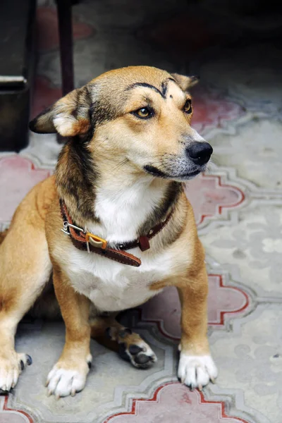 Hund mit Make-up. — Stockfoto