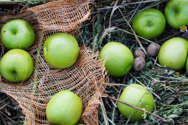 yeşil elma. çimenlerin üzerinde meyve.