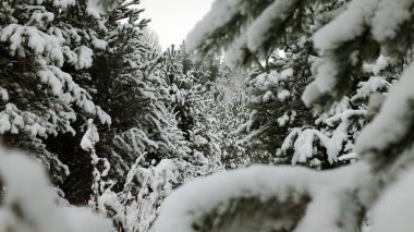 Kar kış orman ağaçları ile kaplı. Noel ağacı yakın çekim.
