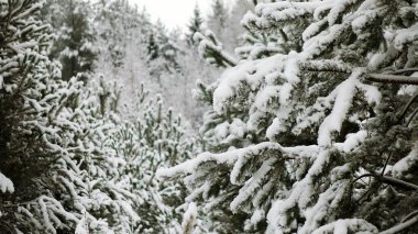 Kar kış orman ağaçları ile kaplı. Noel ağacı yakın çekim.