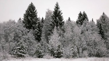 Kar kış orman ağaçları ile kaplı. Noel ağacı yakın çekim.