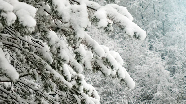 Vinter-skog med träd täckta snö. Julgran närbild. — Stockfoto