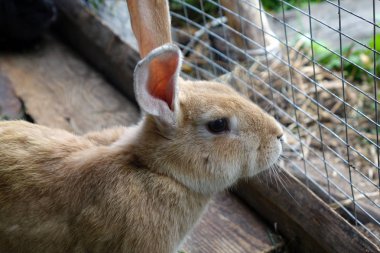 Tavşan çiftliği. Bir kafes içinde küçük bir tavşan.