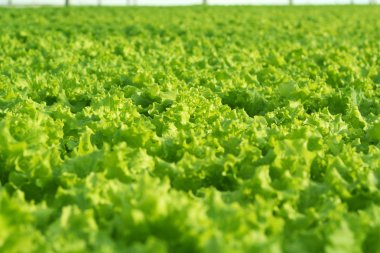 Sera sebze büyüyen. Yeşil salata tarlaları.