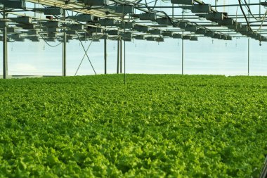 sera sebze büyüyen.