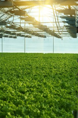 Sera sebze büyüyen. Yeşil salata tarlaları.