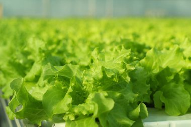 sera sebze büyüyen.