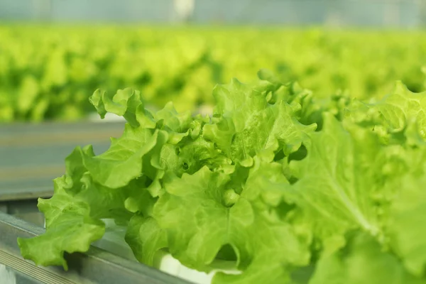Cultivar verduras en un invernadero . — Foto de Stock