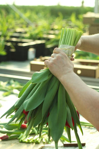 Ramo de tulipanes rojos. Cortar flores en el invernadero y preparar el ramo . — Foto de Stock
