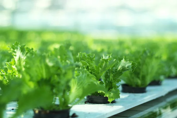 Cultivar verduras en un invernadero. Plantaciones de ensalada verde . — Foto de Stock