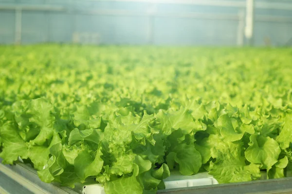 Cultivar verduras en un invernadero. Plantaciones de ensalada verde . — Foto de Stock