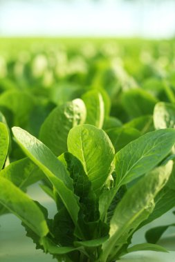 sera sebze büyüyen.