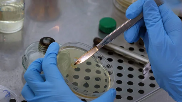 Bilim adamı laboratuvarda araştırma yürütmektedir. Biotechnologies.Close kadar.