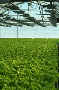 Bir sera içinde salatalık büyüyen. Endüstriyel Tarım sera