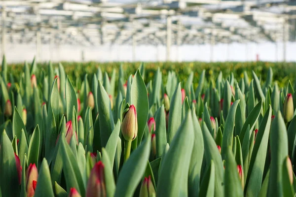 Plantación de tulipanes en el invernadero. La granja de flores . — Foto de Stock