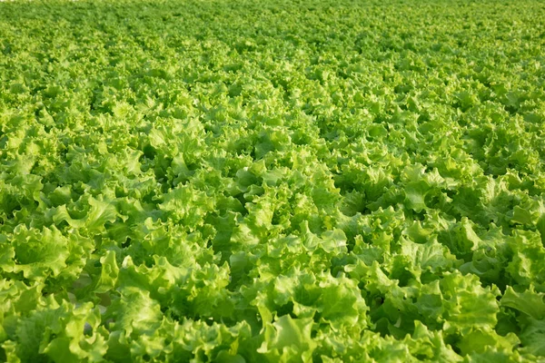 Bir sera içinde salatalık büyüyen. Endüstriyel Tarım sera