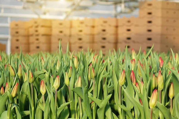 Plantación de tulipanes en el invernadero. La granja de flores . — Foto de Stock
