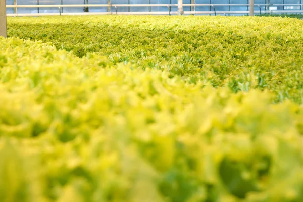 Cultivar verduras en un invernadero. Plantaciones de ensalada verde . — Foto de Stock