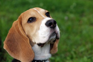Güzel üç renk Beagle yavru İngilizce. Yeşil çimenlerin üzerinde oturuyor. Beagle küçük köpekler çeşidi.