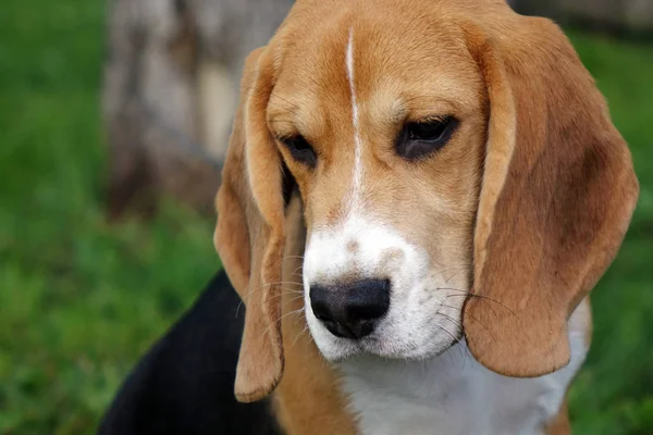 Güzel üç renk Beagle yavru İngilizce. Yeşil çimenlerin üzerinde oturuyor. Beagle küçük köpekler çeşidi.