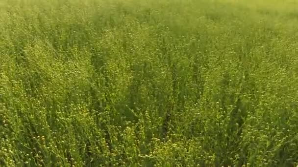 Campo de lino durante la cosecha en el día de verano . — Vídeo de stock