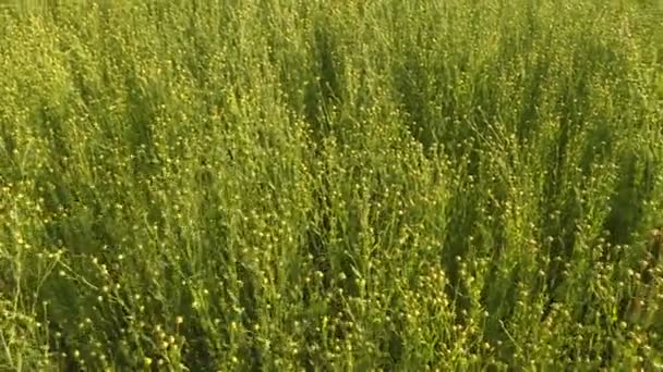 Campo Lino Durante Raccolto Nella Giornata Estiva — Video Stock