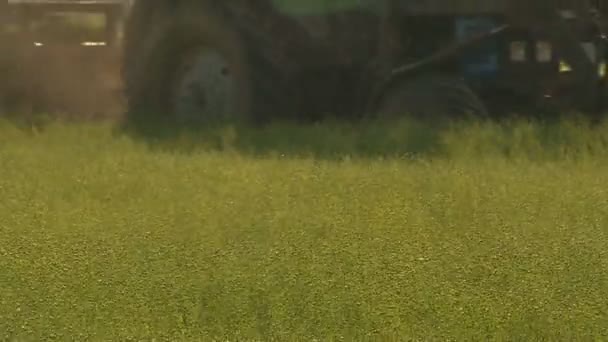 Льняное поле во время сбора урожая в летний день. Сельскохозяйственная техника в эксплуатации . — стоковое видео