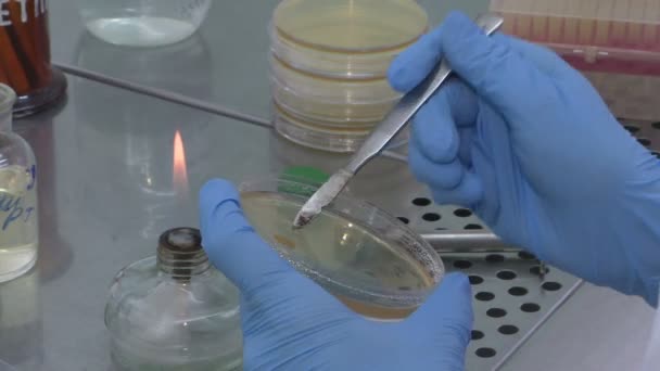 Вчений проводить дослідження в лабораторії . — стокове відео