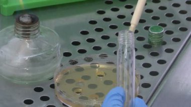 Bilim adamı laboratuvarda araştırma yapıyor..