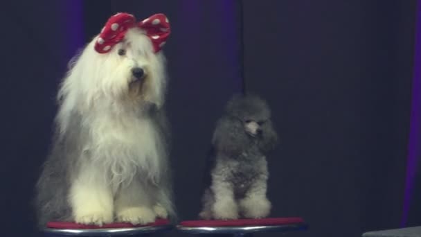 Twee nieuwsgierig, welgemanierd honden zitten in het centrum van aandacht, op een zwarte achtergrond, portret. — Stockvideo