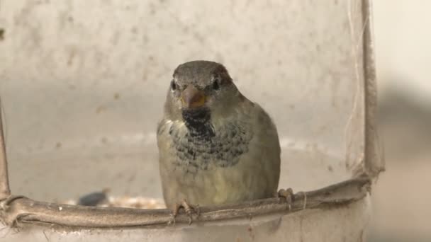 I passeri mangiano dalla mangiatoia. I passeri sono una famiglia di piccoli uccelli passeriformi . — Video Stock