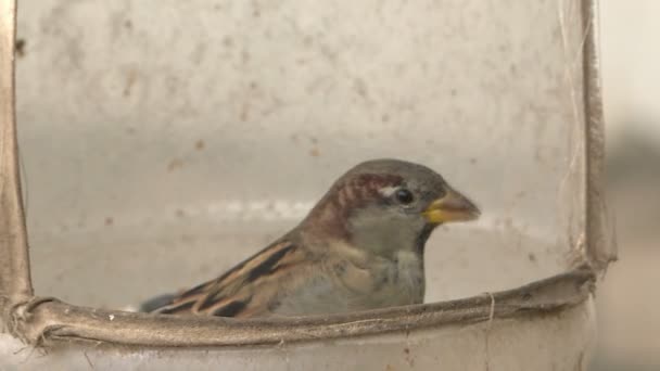 Sparrows eat from the trough. Sparrows are a family of small passerine birds. — Stock Video
