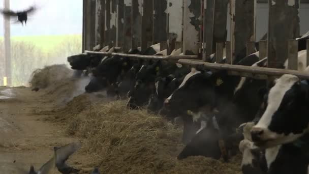 Vacche e vitelli in un allevamento di bestiame . — Video Stock