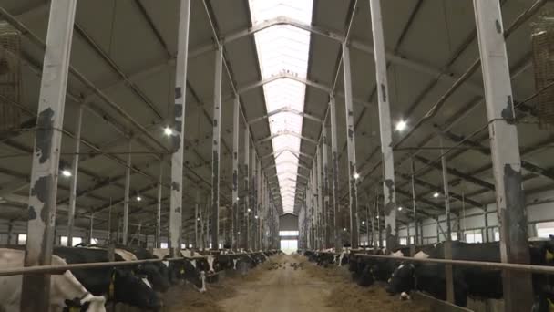 Cows and calves on a livestock farm. — Stock Video