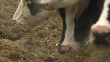 inek ve Dana bir Hayvancılık çiftliğinde.