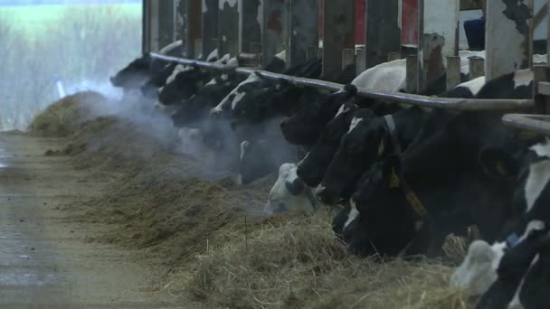 Krowy i cielęta w gospodarstwie zwierząt gospodarskich. — Wideo stockowe